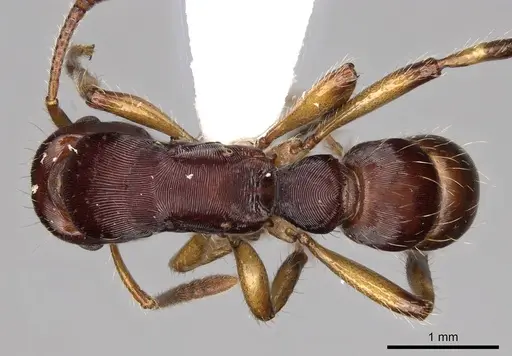 Gnamptogenys annulata specimen CASENT0281514 image casent0281514_1