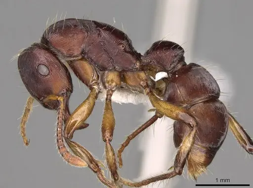 Gnamptogenys annulata specimen CASENT0281514 image casent0281514_3