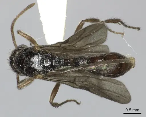 Gnamptogenys annulata specimen CASENT0619178 image casent0619178_1