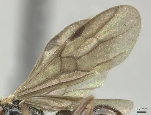 Gnamptogenys annulata specimen CASENT0619178 image casent0619178_3