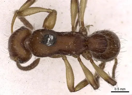 Gnamptogenys annulata specimen CASENT0900557 image casent0900557_1