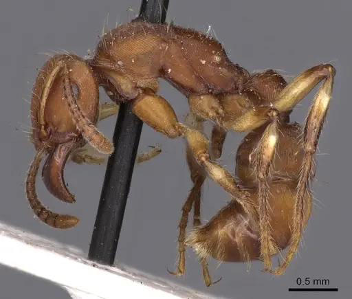 Gnamptogenys annulata specimen CASENT0900557 image casent0900557_3