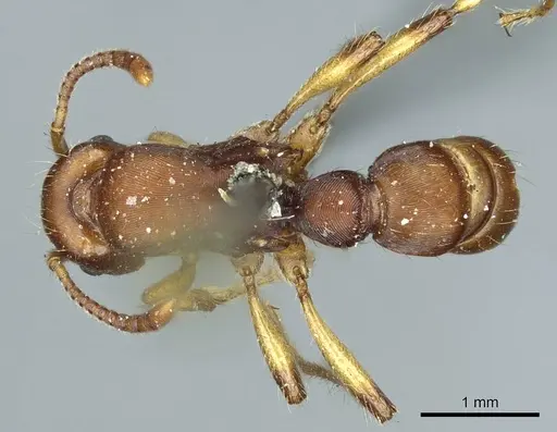 Gnamptogenys annulata specimen CASENT0915909 image casent0915909_1