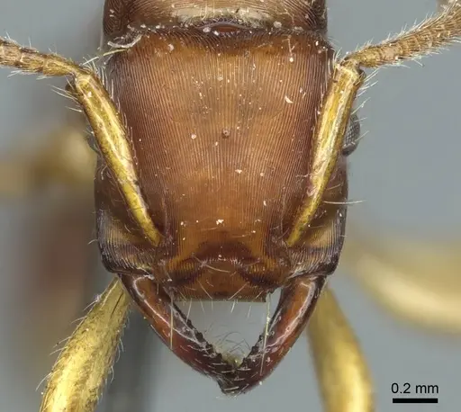 Gnamptogenys annulata specimen CASENT0915909 image casent0915909_2