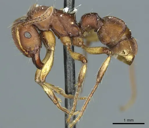 Gnamptogenys annulata specimen CASENT0915909 image casent0915909_3