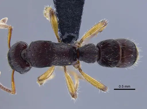 Gnamptogenys annulata specimen CBUMAGENT41754 image cbumagent41754_1