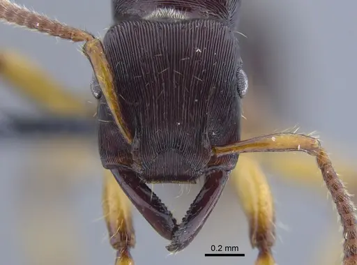 Gnamptogenys annulata specimen CBUMAGENT41754 image cbumagent41754_2