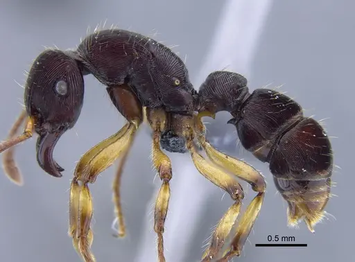 Gnamptogenys annulata specimen CBUMAGENT41754 image cbumagent41754_3