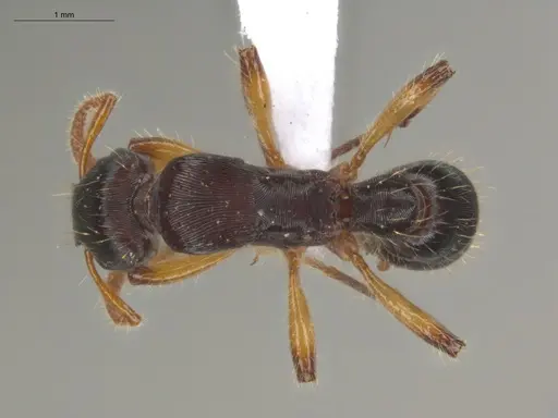 Gnamptogenys annulata specimen ECOFOG-IT14-0139-09 image ecofog-it14-0139-09_1