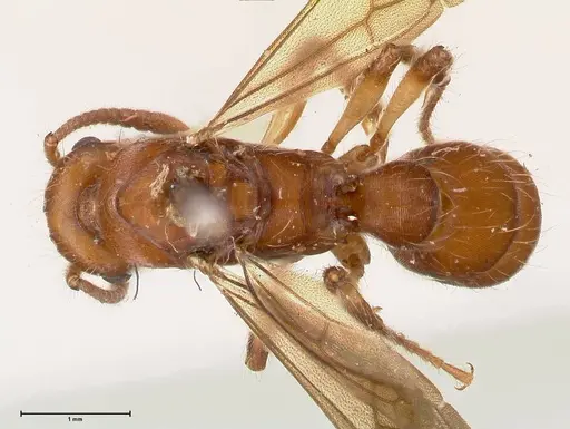 Gnamptogenys annulata specimen FOCOL0879 image focol0879_1