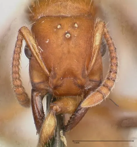 Gnamptogenys annulata specimen FOCOL0879 image focol0879_2