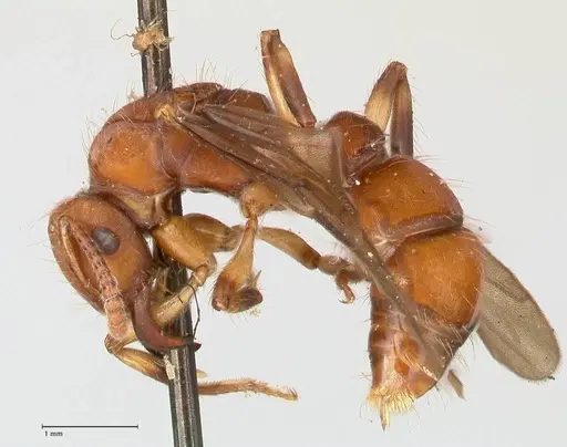Gnamptogenys annulata specimen FOCOL0879 image focol0879_3