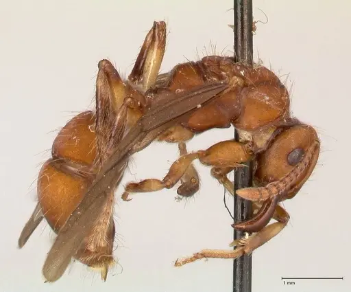 Gnamptogenys annulata specimen FOCOL0879 image focol0879_4