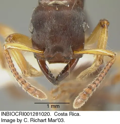 Gnamptogenys annulata specimen INBIOCRI001281020 image inbiocri001281020_1