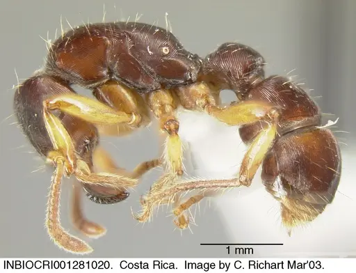 Gnamptogenys annulata specimen INBIOCRI001281020 image inbiocri001281020_2
