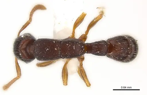Gnamptogenys boliviensis specimen CASENT0179975 image casent0179975_2