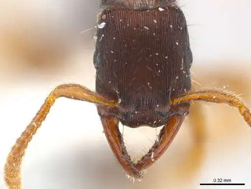 Gnamptogenys boliviensis specimen CASENT0179975 image casent0179975_3