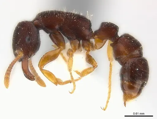 Gnamptogenys boliviensis specimen CASENT0179975 image casent0179975_5