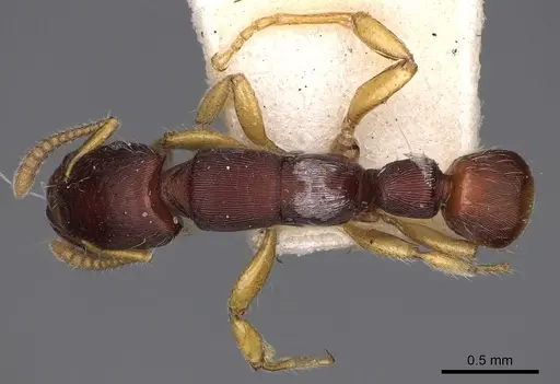 Gnamptogenys boliviensis specimen CASENT0900556 image casent0900556_1