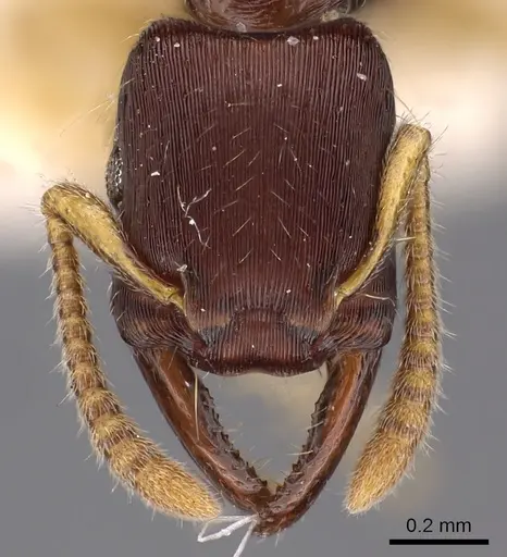 Gnamptogenys boliviensis specimen CASENT0900556 image casent0900556_2