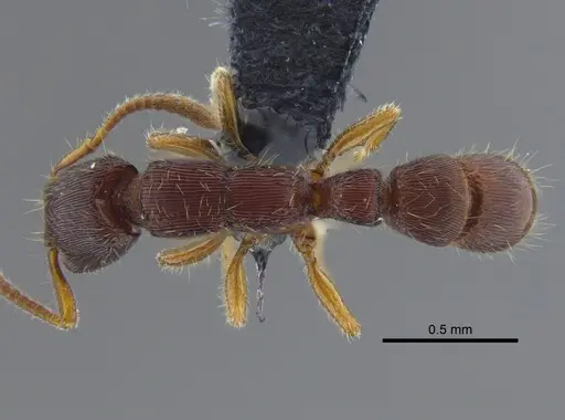 Gnamptogenys boliviensis specimen CBUMAGENT41746 image cbumagent41746_1