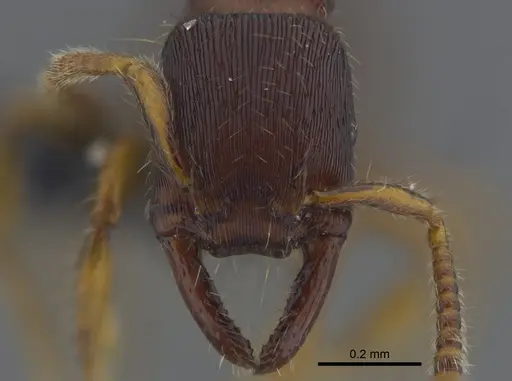 Gnamptogenys boliviensis specimen CBUMAGENT41746 image cbumagent41746_2