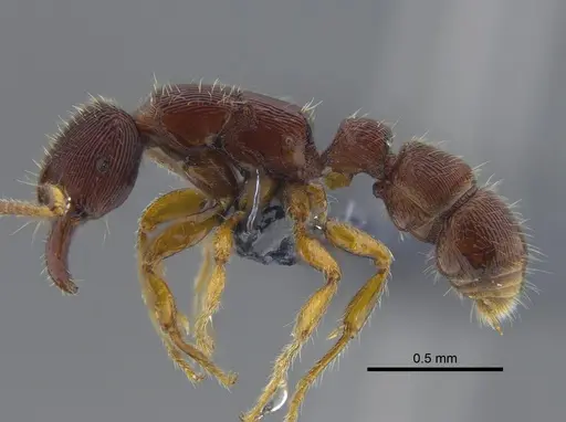 Gnamptogenys boliviensis specimen CBUMAGENT41746 image cbumagent41746_3