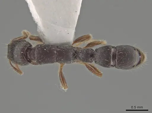 Gnamptogenys boliviensis specimen IAVH50873 image iavh50873_1