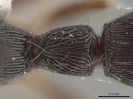 Gnamptogenys boliviensis specimen IAVH50873 image iavh50873_2