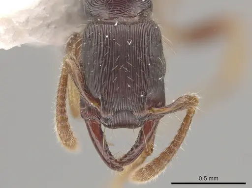 Gnamptogenys boliviensis specimen IAVH50873 image iavh50873_3