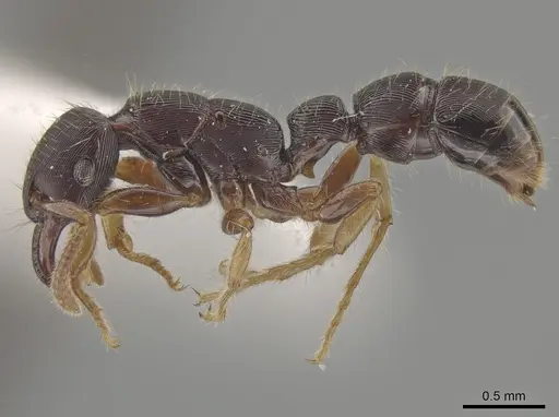 Gnamptogenys boliviensis specimen IAVH50873 image iavh50873_4
