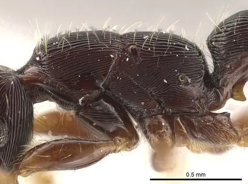 Gnamptogenys boliviensis specimen IAVH50873 image iavh50873_5