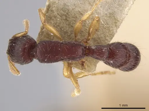 Gnamptogenys boliviensis specimen USNMENT01133883 image usnment01133883_1