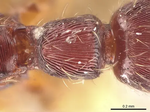 Gnamptogenys boliviensis specimen USNMENT01133883 image usnment01133883_2