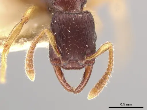 Gnamptogenys boliviensis specimen USNMENT01133883 image usnment01133883_3