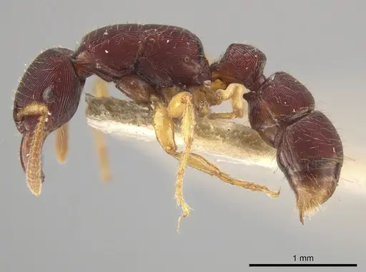 Gnamptogenys boliviensis specimen USNMENT01133883 image usnment01133883_4