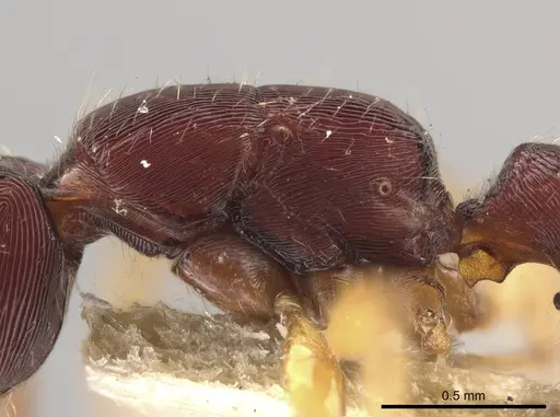 Gnamptogenys boliviensis specimen USNMENT01133883 image usnment01133883_5