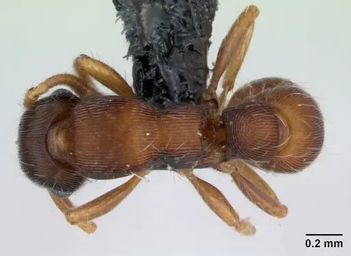 Gnamptogenys bruchi specimen CASENT0173382 image casent0173382_1