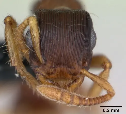 Gnamptogenys bruchi specimen CASENT0173382 image casent0173382_2