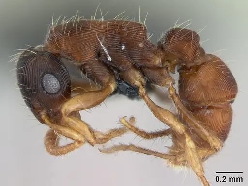 Gnamptogenys bruchi specimen CASENT0173382 image casent0173382_3