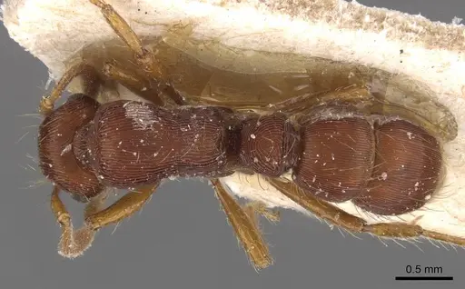 Gnamptogenys bruchi specimen CASENT0915112 image casent0915112_1