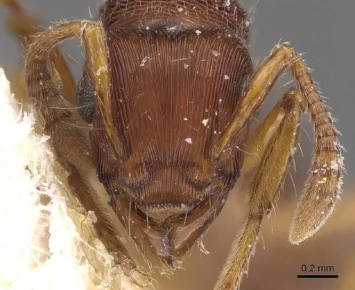 Gnamptogenys bruchi specimen CASENT0915112 image casent0915112_2