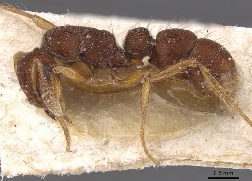 Gnamptogenys bruchi specimen CASENT0915112 image casent0915112_3