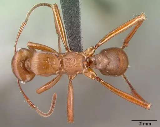 Gnamptogenys concinna specimen CASENT0040149 image casent0040149_1