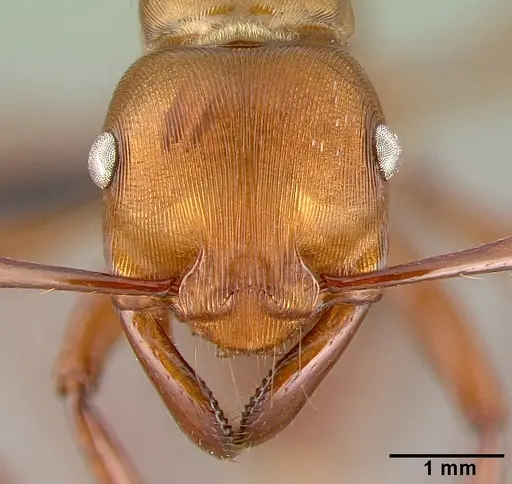 Gnamptogenys concinna specimen CASENT0040149 image casent0040149_2