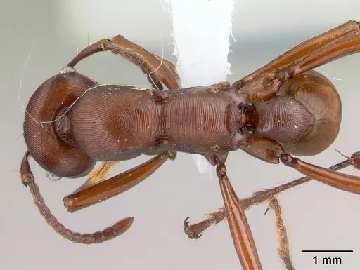 Gnamptogenys concinna specimen CASENT0179454 image casent0179454_1