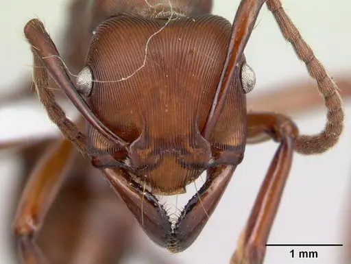 Gnamptogenys concinna specimen CASENT0179454 image casent0179454_2
