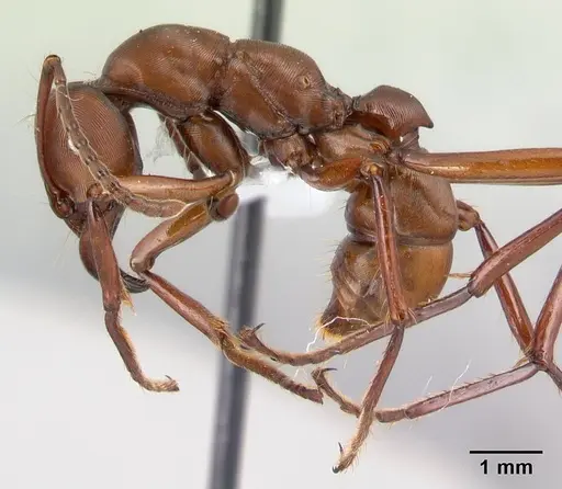 Gnamptogenys concinna specimen CASENT0179454 image casent0179454_3