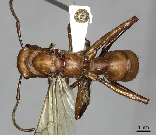 Gnamptogenys concinna specimen CASENT0249602 image casent0249602_1