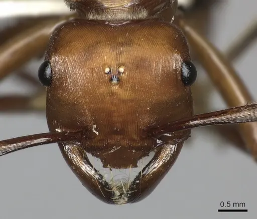 Gnamptogenys concinna specimen CASENT0249602 image casent0249602_2